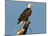 Florida, North Fort Meyers, Bayshore Drive, Bald Eagle Screaming-Bernard Friel-Mounted Premium Photographic Print