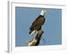 Florida, North Fort Meyers, Bayshore Drive, Bald Eagle Screaming-Bernard Friel-Framed Photographic Print