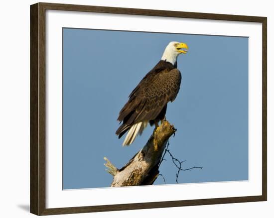 Florida, North Fort Meyers, Bayshore Drive, Bald Eagle Screaming-Bernard Friel-Framed Photographic Print