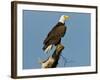 Florida, North Fort Meyers, Bayshore Drive, Bald Eagle Screaming-Bernard Friel-Framed Photographic Print