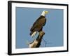 Florida, North Fort Meyers, Bayshore Drive, Bald Eagle Screaming-Bernard Friel-Framed Photographic Print