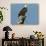 Florida, North Fort Meyers, Bayshore Drive, Bald Eagle Screaming-Bernard Friel-Photographic Print displayed on a wall