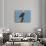 Florida, North Fort Meyers, Bayshore Drive, Bald Eagle Screaming-Bernard Friel-Photographic Print displayed on a wall