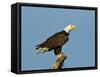 Florida, North Fort Meyers, Bayshore Drive, Bald Eagle Screaming-Bernard Friel-Framed Stretched Canvas