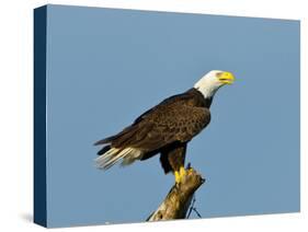 Florida, North Fort Meyers, Bayshore Drive, Bald Eagle Screaming-Bernard Friel-Stretched Canvas