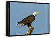 Florida, North Fort Meyers, Bayshore Drive, Bald Eagle Screaming-Bernard Friel-Framed Stretched Canvas