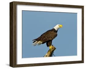 Florida, North Fort Meyers, Bayshore Drive, Bald Eagle Screaming-Bernard Friel-Framed Premium Photographic Print