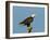 Florida, North Fort Meyers, Bayshore Drive, Bald Eagle Screaming-Bernard Friel-Framed Premium Photographic Print