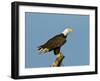 Florida, North Fort Meyers, Bayshore Drive, Bald Eagle Screaming-Bernard Friel-Framed Premium Photographic Print