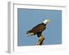 Florida, North Fort Meyers, Bayshore Drive, Bald Eagle Screaming-Bernard Friel-Framed Premium Photographic Print