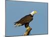 Florida, North Fort Meyers, Bayshore Drive, Bald Eagle Screaming-Bernard Friel-Mounted Premium Photographic Print