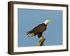 Florida, North Fort Meyers, Bayshore Drive, Bald Eagle Screaming-Bernard Friel-Framed Photographic Print