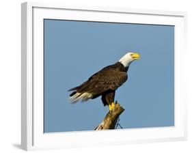 Florida, North Fort Meyers, Bayshore Drive, Bald Eagle Screaming-Bernard Friel-Framed Photographic Print