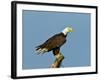 Florida, North Fort Meyers, Bayshore Drive, Bald Eagle Screaming-Bernard Friel-Framed Photographic Print