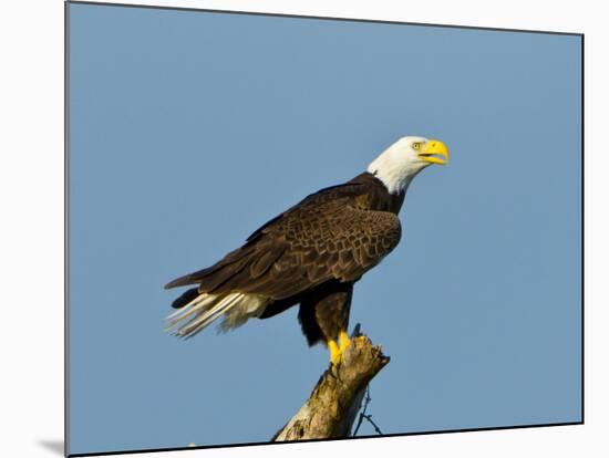 Florida, North Fort Meyers, Bayshore Drive, Bald Eagle Screaming-Bernard Friel-Mounted Photographic Print