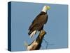 Florida, North Fort Meyers, Bayshore Drive, Bald Eagle Screaming-Bernard Friel-Stretched Canvas