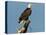 Florida, North Fort Meyers, Bayshore Drive, Bald Eagle Screaming-Bernard Friel-Stretched Canvas