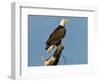 Florida, North Fort Meyers, Bayshore Drive, Bald Eagle Screaming-Bernard Friel-Framed Photographic Print