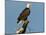 Florida, North Fort Meyers, Bayshore Drive, Bald Eagle Screaming-Bernard Friel-Mounted Photographic Print