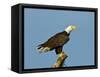 Florida, North Fort Meyers, Bayshore Drive, Bald Eagle Screaming-Bernard Friel-Framed Stretched Canvas