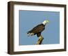 Florida, North Fort Meyers, Bayshore Drive, Bald Eagle Screaming-Bernard Friel-Framed Photographic Print