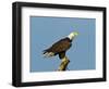 Florida, North Fort Meyers, Bayshore Drive, Bald Eagle Screaming-Bernard Friel-Framed Photographic Print