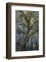 Florida, Oak Draped with Spanish Moss and Other Tropical Vegetation-Judith Zimmerman-Framed Photographic Print