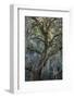 Florida, Oak Draped with Spanish Moss and Other Tropical Vegetation-Judith Zimmerman-Framed Photographic Print