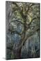 Florida, Oak Draped with Spanish Moss and Other Tropical Vegetation-Judith Zimmerman-Mounted Photographic Print