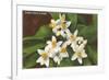 Florida Orange Blossoms-null-Framed Premium Giclee Print