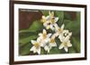 Florida Orange Blossoms-null-Framed Premium Giclee Print