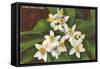 Florida Orange Blossoms-null-Framed Stretched Canvas