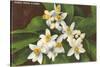 Florida Orange Blossoms-null-Stretched Canvas
