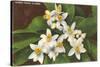 Florida Orange Blossoms-null-Stretched Canvas