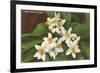 Florida Orange Blossoms-null-Framed Art Print