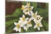 Florida Orange Blossoms-null-Mounted Art Print