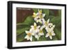 Florida Orange Blossoms-null-Framed Art Print