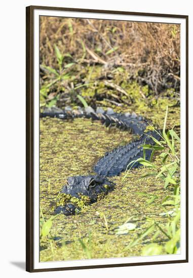 Florida, Orange City, St. John River, Alligator-Jim Engelbrecht-Framed Premium Photographic Print