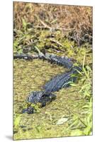 Florida, Orange City, St. John River, Alligator-Jim Engelbrecht-Mounted Premium Photographic Print