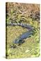 Florida, Orange City, St. John River, Alligator-Jim Engelbrecht-Stretched Canvas