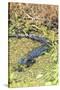 Florida, Orange City, St. John River, Alligator-Jim Engelbrecht-Stretched Canvas