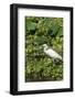 Florida, Orange City, St. John River, Egret-Jim Engelbrecht-Framed Photographic Print