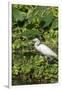 Florida, Orange City, St. John River, Egret-Jim Engelbrecht-Framed Premium Photographic Print