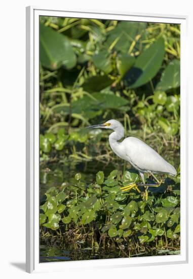 Florida, Orange City, St. John River, Egret-Jim Engelbrecht-Framed Premium Photographic Print