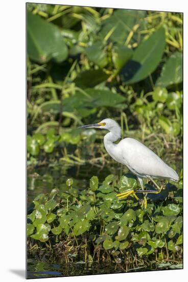 Florida, Orange City, St. John River, Egret-Jim Engelbrecht-Mounted Premium Photographic Print