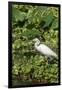 Florida, Orange City, St. John River, Egret-Jim Engelbrecht-Framed Premium Photographic Print