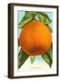 Florida Oranges-null-Framed Art Print