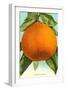 Florida Oranges-null-Framed Art Print