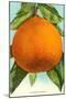 Florida Oranges-null-Mounted Art Print