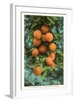 Florida Oranges-null-Framed Art Print